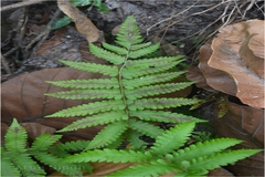 Thelypteris parasitica